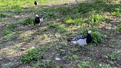 Branta leucopsis
