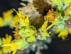 Misumena vatia