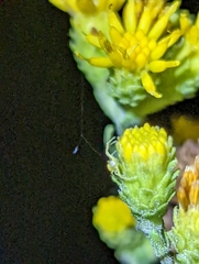Misumena vatia