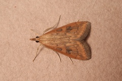 Udea ferrugalis