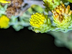 Misumena vatia