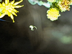 Misumena vatia
