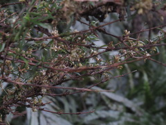 Coprosma linariifolia