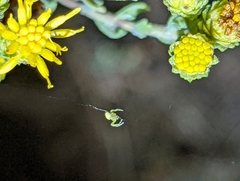 Misumena vatia