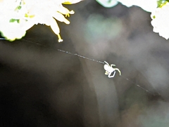 Misumena vatia