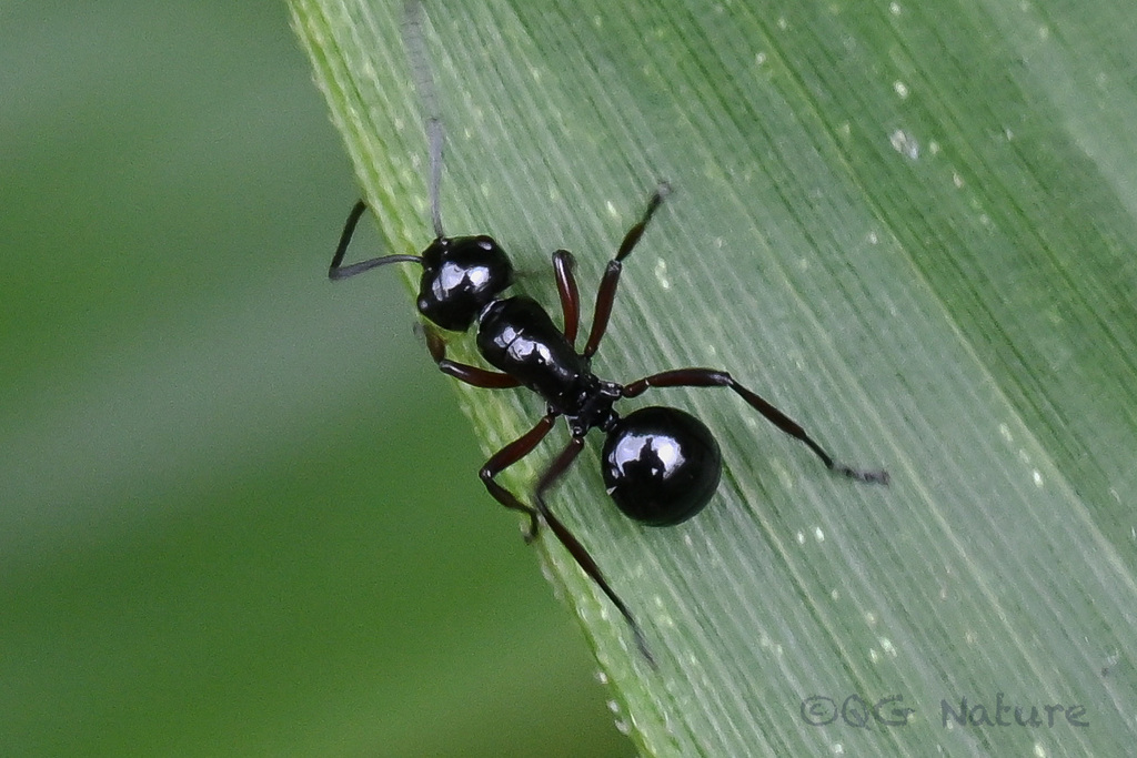 Polyrhachis Ratellata Polyrhachis rastellata from 杭州市临安区 on September 3, 2022 at 11:54 AM by ...