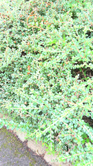 Cotoneaster horizontalis