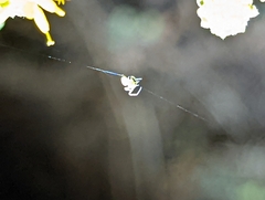 Misumena vatia