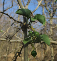 Adenia fruticosa