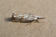 Catoptria falsella