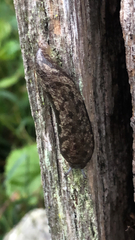 Megapallifera mutabilis