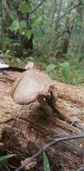 Volvariella bombycina