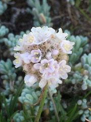 Armeria curvifolia