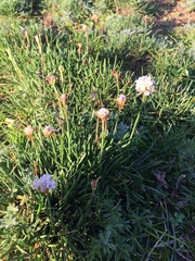 Armeria curvifolia