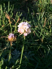 Armeria curvifolia