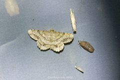 Chiasmia hebesata