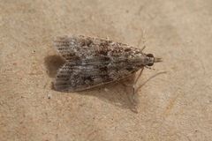 Eudonia mercurella