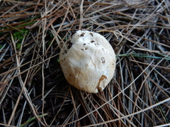 Ileodictyon cibarium