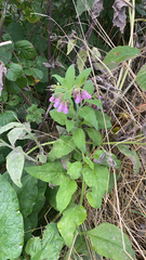 Symphytum officinale