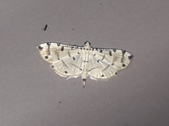 Pycnarmon cribrata