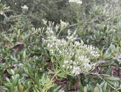 Eupatorium hyssopifolium