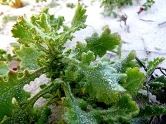 Senecio arenarius