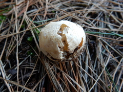 Ileodictyon cibarium