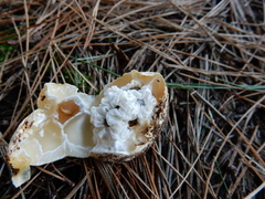 Ileodictyon cibarium