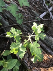Ribes montigenum