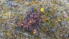 Saxifraga hirculus