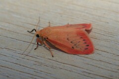 Miltochrista miniata