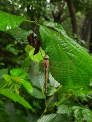 Anax ephippiger