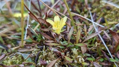 Saxifraga hirculus