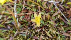 Saxifraga hirculus