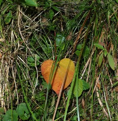 Homalanthus populifolius