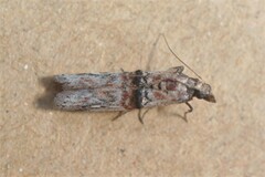 Nephopterix angustella