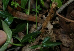 Galium leptogonium
