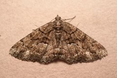Peribatodes ilicaria