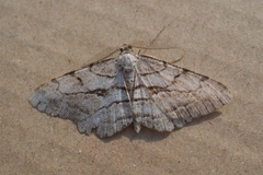 Peribatodes perversaria