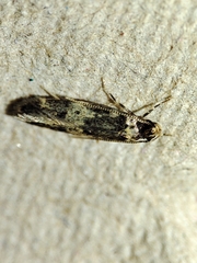 Oegoconia