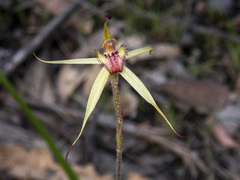 Caladenia australis