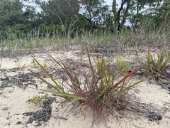 Eragrostis spectabilis