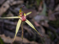 Caladenia australis