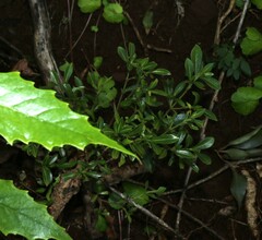 Psychotria daphnoides