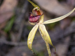 Caladenia australis
