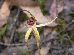 Caladenia australis