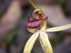 Caladenia australis