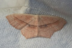 Scopula imitaria