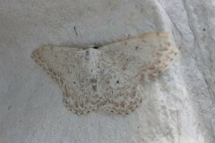 Scopula marginepunctata