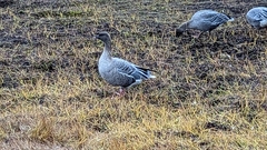 Anser brachyrhynchus